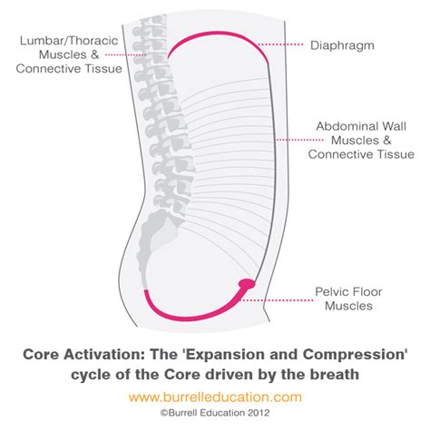 Post Natal Core Restore Why The Breath Comes First Burrell