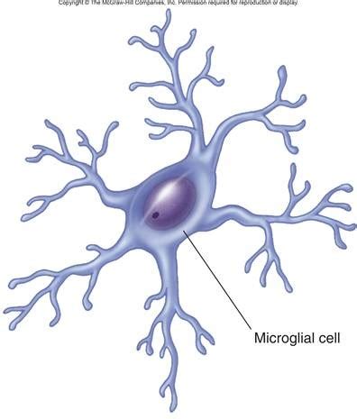 Neuroglial Cells Quiz Flashcards | Quizlet