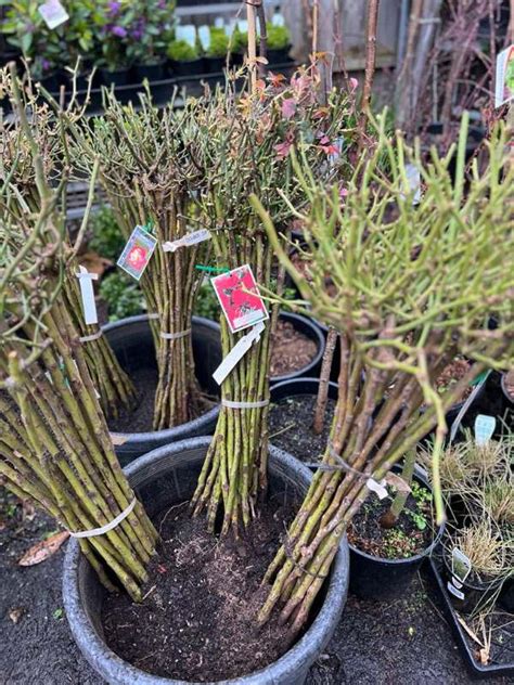 Rose Floribunda ' Friesia ' 2ft Standard Bare-rooted - Neth Plant