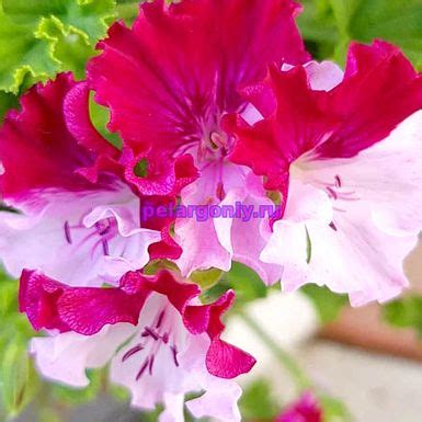 QUANTOCK PERFECTION(Angel) - Коллекция Пеларгоний - Цветы от Светланы в ...