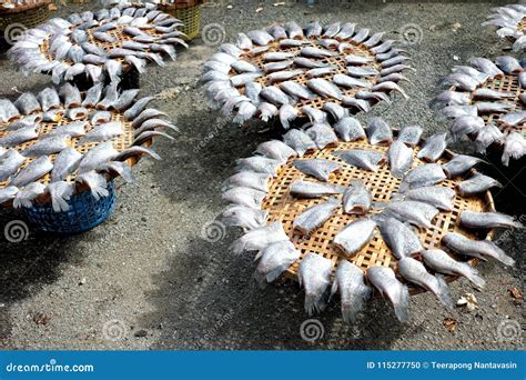 Pescados Salados Secados De La Damisela Foto De Archivo Imagen De