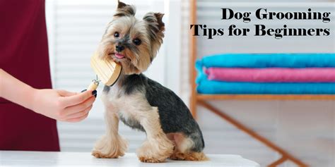 12 Dog Grooming Tips for Beginners