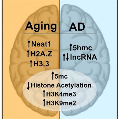 List Of Known Epigenetic Marks Altered During Memory Formation In A