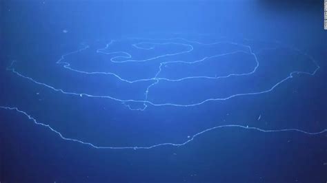 Scientists Discover Massive Deep Sea Silly String Creature Cnn Video