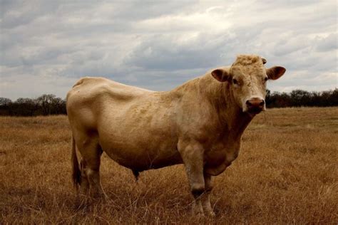 Charolais Cattle: Origin, Characteristics, Pros, and Cons - Advenal