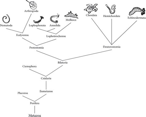 Animal Metazoa Phylogenetic Tree Tree Represents Both The