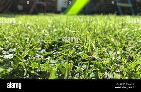 Flying ants nest Stock Videos & Footage - HD and 4K Video Clips - Alamy