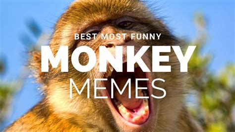 20 Hilarious Monkey Memes To Instantly Brighten Your Day