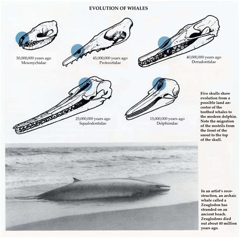 Evolution of Whales