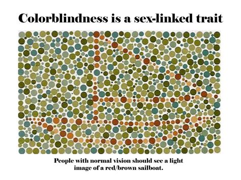 Ppt More Complex Inheritance Patterns Sex Linked Traits Powerpoint Presentation Id