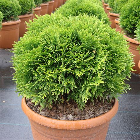 Thuja occidentalis 'Danica' online bestellen