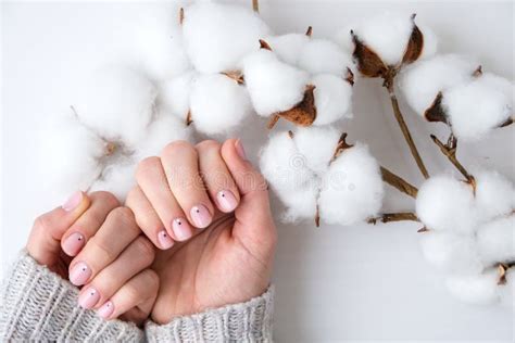 Woman Hands With Beautiful Nude Manicure Holding Delicate White Cotton Flower Female Manicure