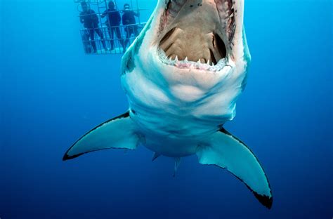 Diving With Great White Sharks in Mexico - The New York Times