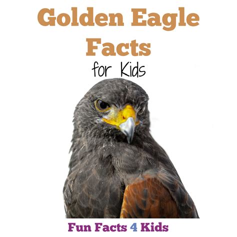 Interesting Golden Eagle Facts For Kids Fun Facts 4 Kids