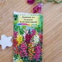 Львиный зев (Antirrhínum) | отзывы
