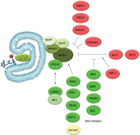 Beclin 1 Its Protein Interactions And Its Role In Autophagy Beclin 1