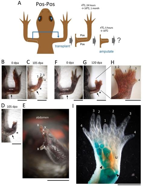 Figure From Reviewing The Effects Of Skin Manipulations On Adult Newt