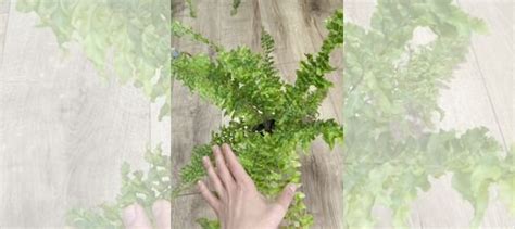 Комнатные цветы купить в Зеленограде | Товары для дома и дачи | Авито