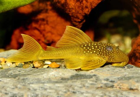 Types Of Pleco Catfish Planted Tank Mates