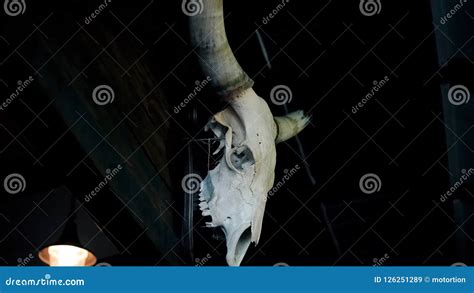 Hunters Skull Trophy Hanging In Dark Room Creepy Bull Skeleton With