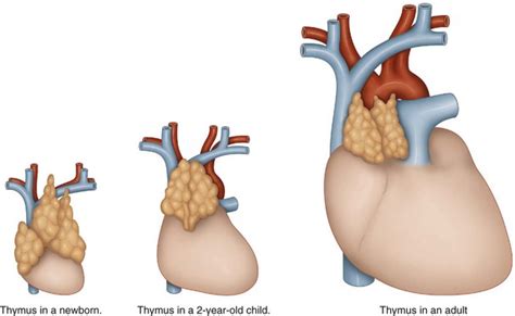 The Thymus Musculoskeletal Key