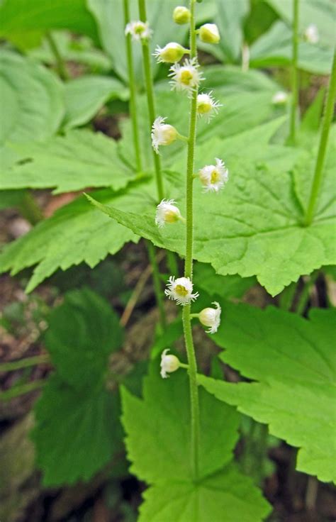 Two-Leaf Miterwort: A Delicate Woodland Beauty