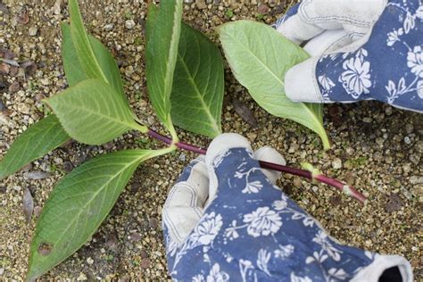 How To Grow Hydrangeas From Stem Cuttings In Soil