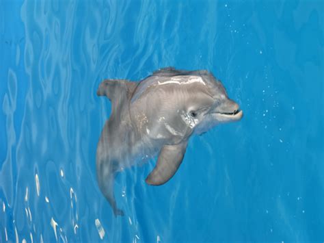 Winter The Dolphin - Clearwater Marine Aquarium - Winter The Bottlenose ...