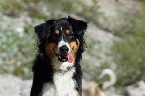 Free Images : sweet, animal, male, pet, fur, portrait, brown
