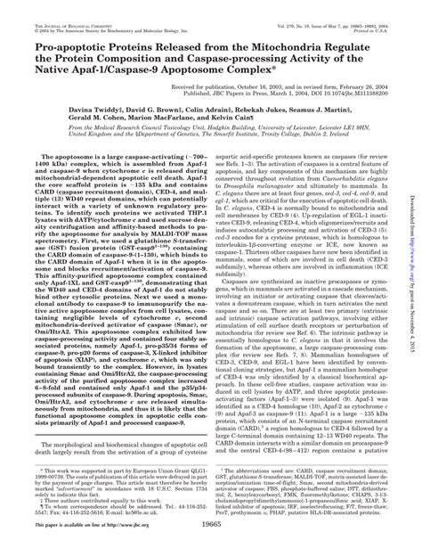 PDF Pro Apoptotic Proteins Released From The Mitochondria Regulate