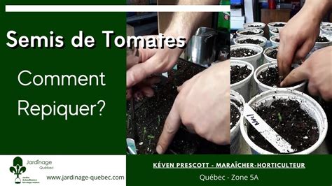 Comment Repiquer Des Semis De Tomates Youtube