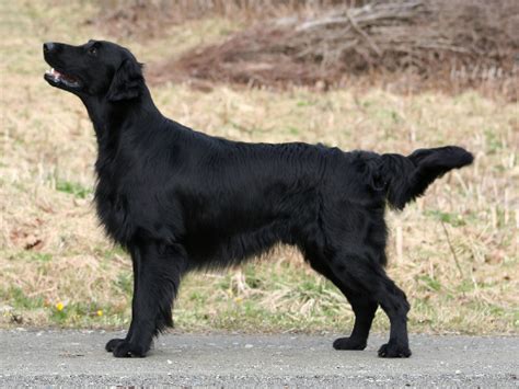 Flat Coated Retriever Wikipedia Wolna Encyklopedia