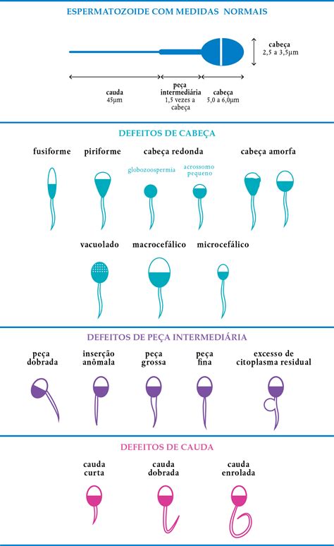 O ESPERMATOZOIDE E O ESPERMOGRAMA | IPGO