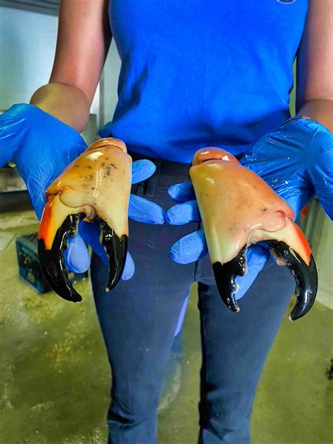 Stone Crab