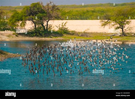Parco India Hi Res Stock Photography And Images Alamy