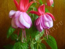 Фуксии, сайт коллекционеров BeautyFlora - Цветы почтой