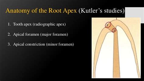 1 Tooth Apex Radiographic Apex 2 Apical Foramen Major Foramen 3