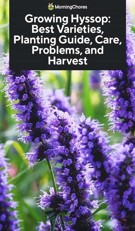 Hyssop Plant Best Varieties Growing Guide Care Problems And Harvest