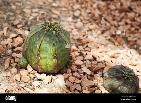 Euphorbia Obesa Baseball Plant In A Botanical Garden Stock Photo Alamy