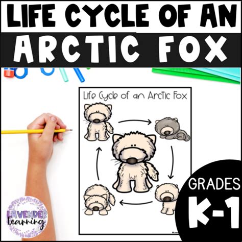 Life Cycle of an Arctic Fox Activities, Worksheets, Book - Arctic Fox ...