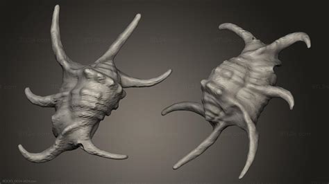 Камни и ракушки