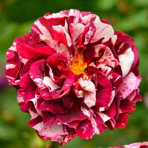 Роза Красная Шапочка Фото И Описание – Telegraph