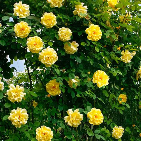 Роза Годен Элеганс плетистая купить во Владимире в питомнике с доставкой