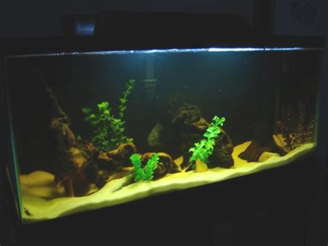 Convict Cichlid Breeding Setup and Requirements - PetHelpful