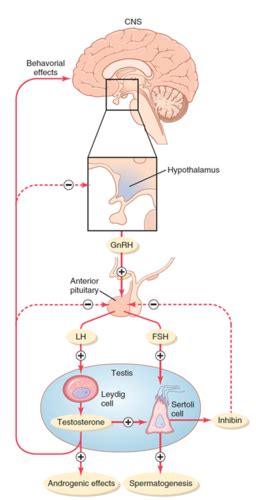 Red Lecture Puberty And Sex Differentiation Flashcards Quizlet