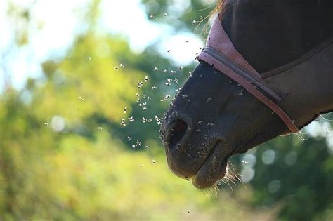 7 полезных советов как защитить лошадь от слепней и оводов - HorseUA
