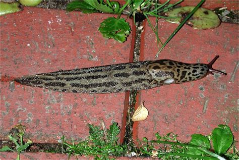 Limax maximus - Leopard slug | Slugs, Invertebrates, Insects