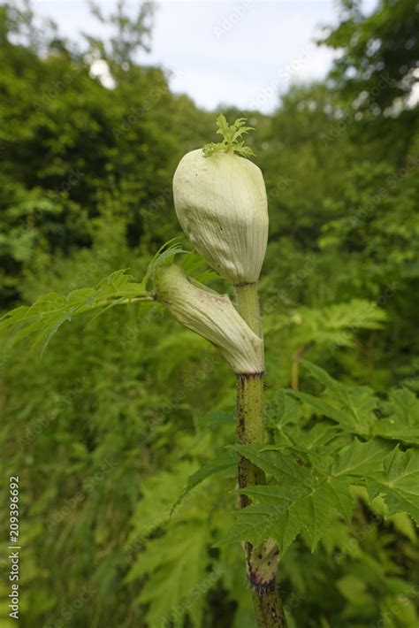 Riesen Bärenklau Heracleum mantegazzianum giant hogweed Stock Photo