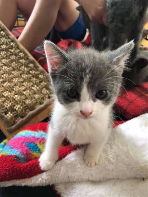 Man Who Dumped Five Kittens In Hot Carrier Faces His Day In Court Kittens All Happily Adopted