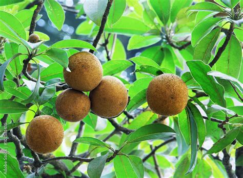 Ripening Sapodilla fruits in an organic garden. Other names - Zapota ...